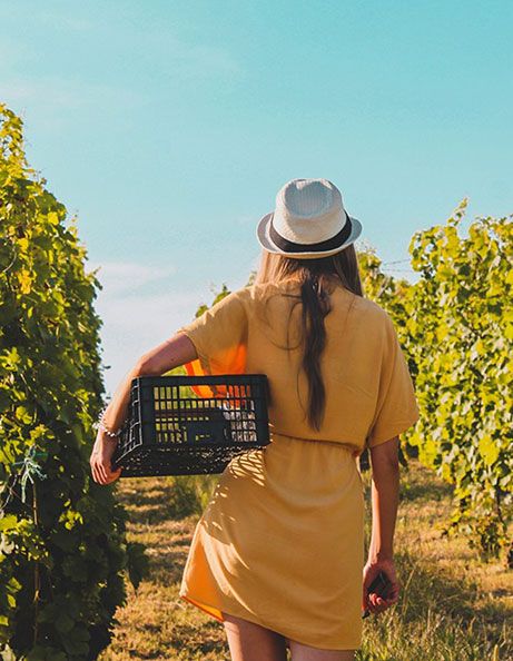 Mujer vendimiando con caja y sombrero